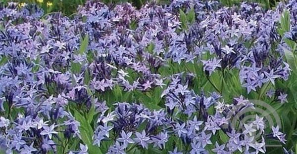 Amsonia 'Blue Ice' ,