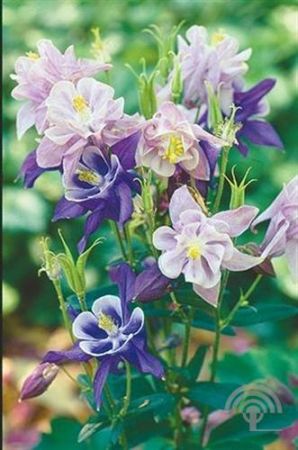 Aquilegia 'Biedermeier' ,