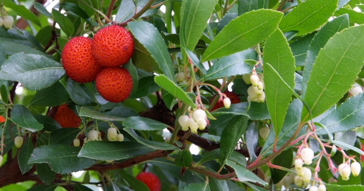 Arbutus unedo , Aardbeiboom , meerstammig