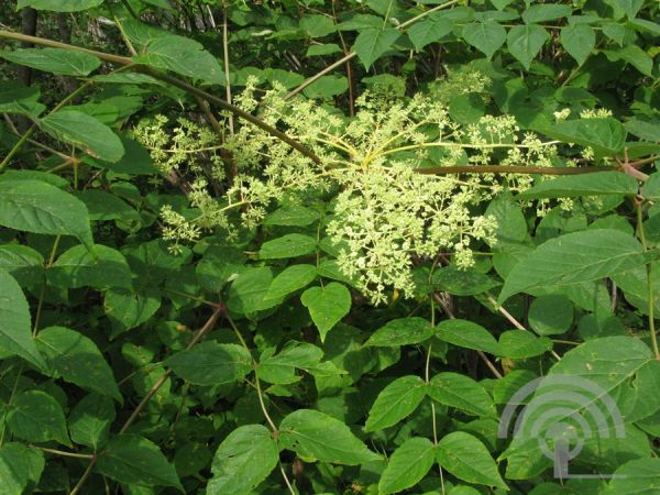 Aralia elata ,Duivelswandelstok