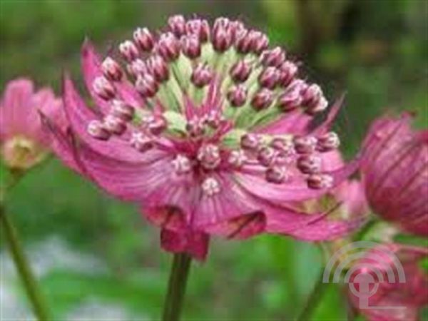 Astrantia maj. 'Primadonna' ,