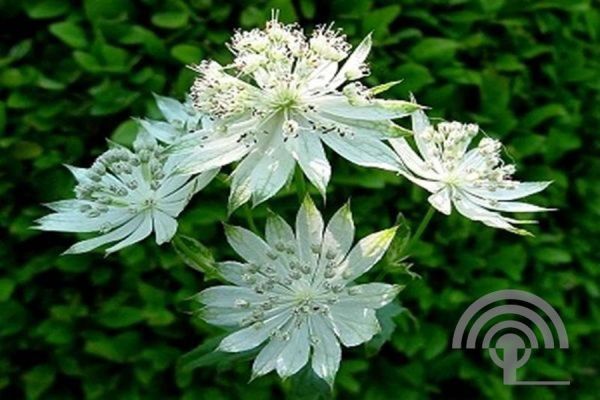 Astrantia maj. 'Snowstar'® ,