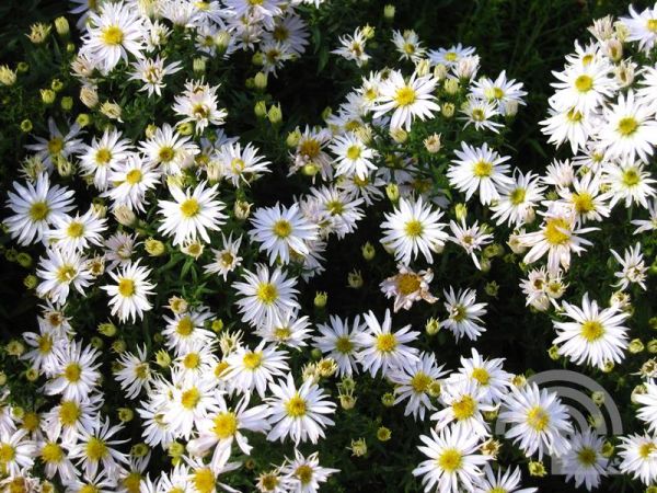 Aster divaricatus , Witte bosaster