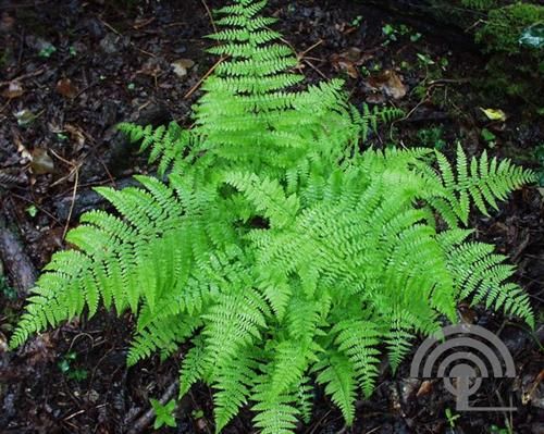 Athyrium filix-femina ,Wijfjesvaren