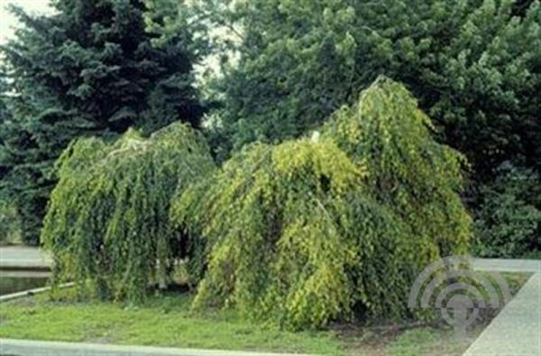 Betula pendula 'Youngii' , Prieelberk , treur