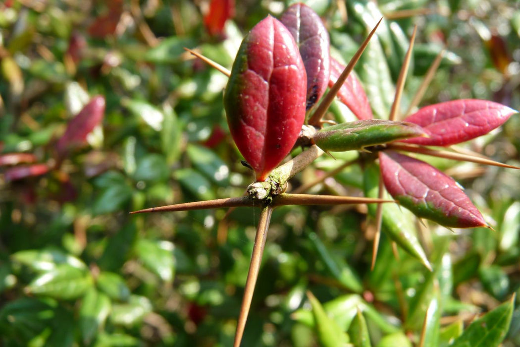 Berberis julianae ,