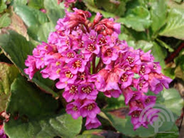 Bergenia cordifolia 'Purpurea' , Schoenlappersplant