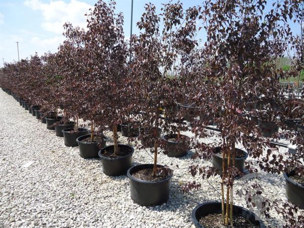 Betula Royal Frost® ('Penci-2') , Roodbladige berk