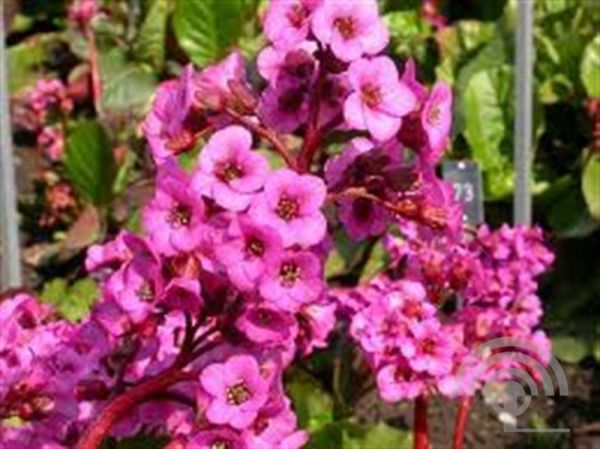 Bergenia 'Rotblum' , Schoenlappersplant