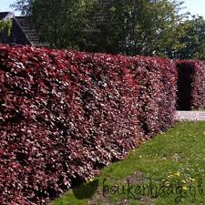 Fagus syl. 'Atropunicea', Bruine beuk, Rode beuk