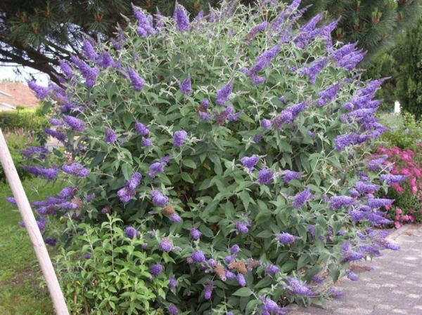 Buddleja 'Lochinch' , Vlinderstruik