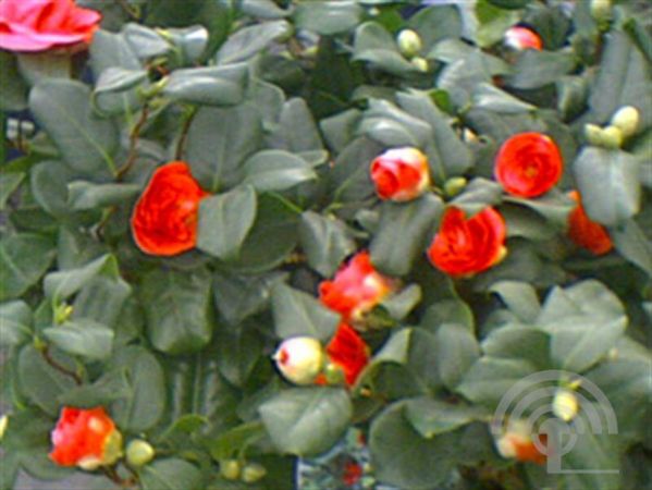 Camellia j. 'Curly Lady' , Camelia