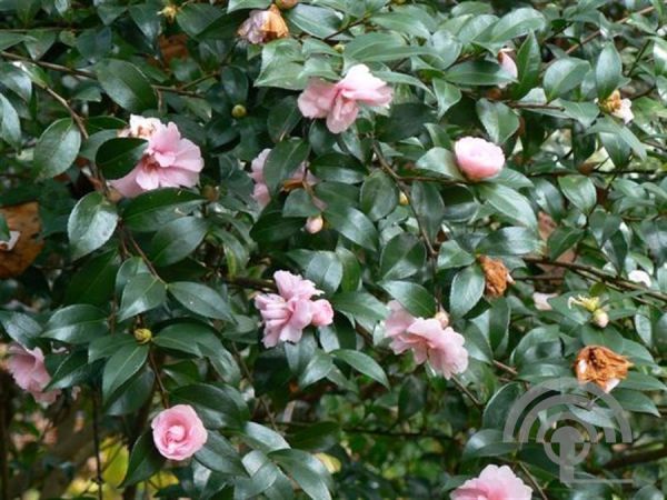 Camellia sas. `Maiden Blush` , Camelia