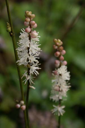 Actaea jap. 'Cheju-Do' , zilverkaars