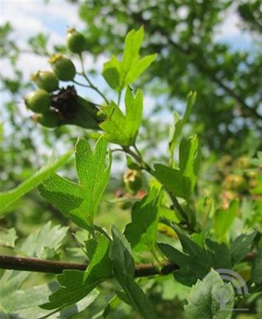 vlinderpakket bomen