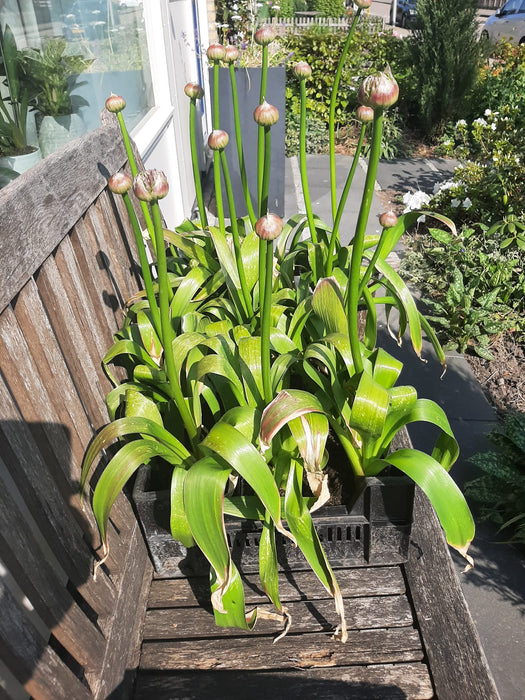 Allium 'Globemaster' ,