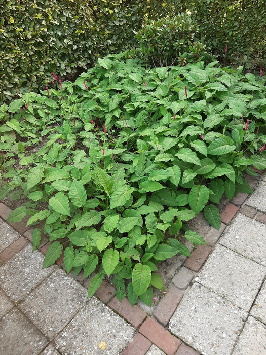 Persicaria amplexicaulis , Duizendknoop