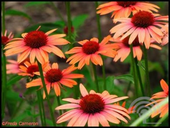 Echinacea purpurea 'Sundown'® , Rode Zonnehoed