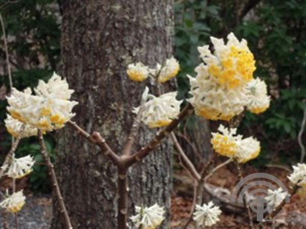 Edgeworthia chrys. 'Grandiflora' , Papierstruik