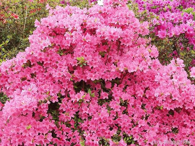 Azalea 'Japonica' ,