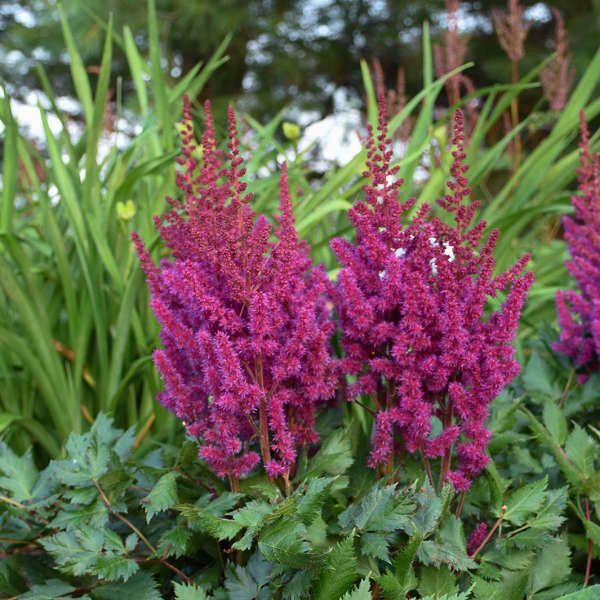 Astilbe chinensis 'Vision in Red' ,