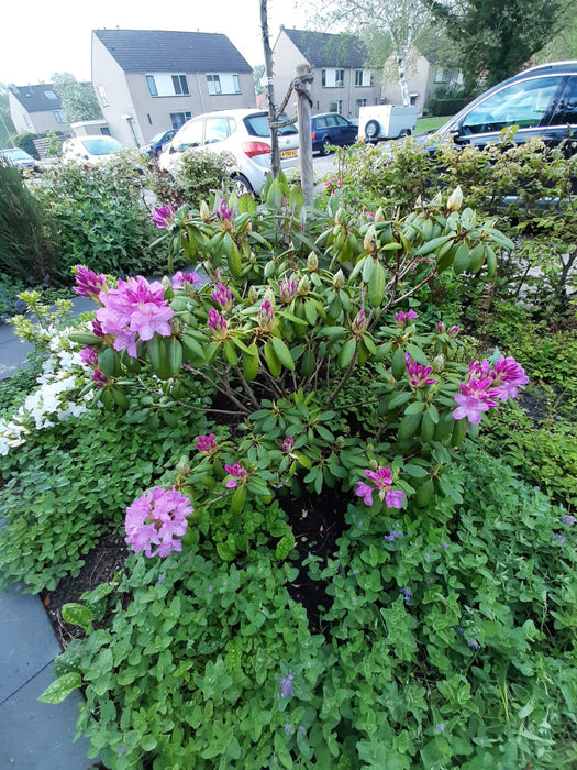 Rhododendron 'Catawbiense Grandiflorum' , Grootbloemige hybride