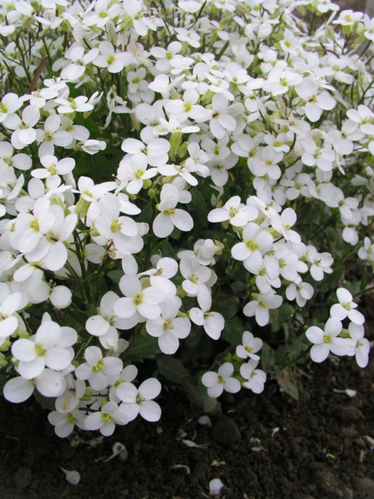 Arabis caucasica 'Snowcap' ,