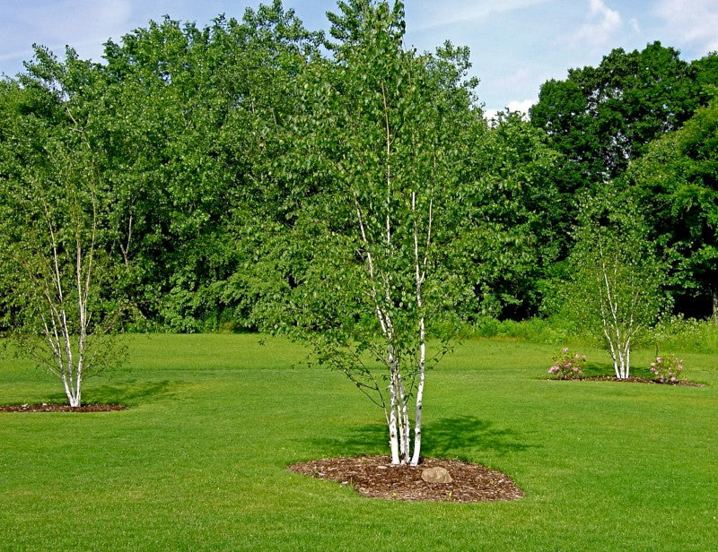 Betula papyrifera ,