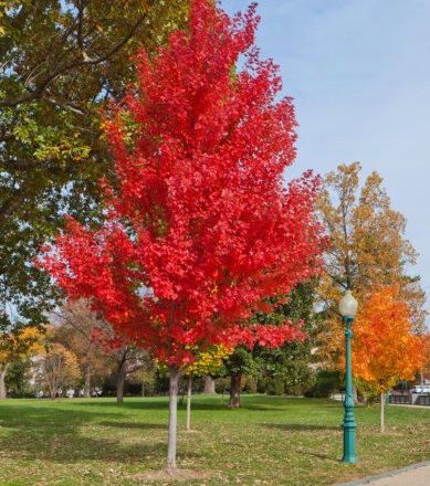 Acer rubrum , Rode esdoorn