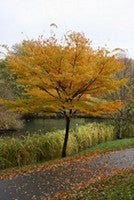 Zelkova serrata , Japanse zelkova