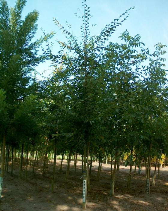 Zelkova serrata , Japanse zelkova