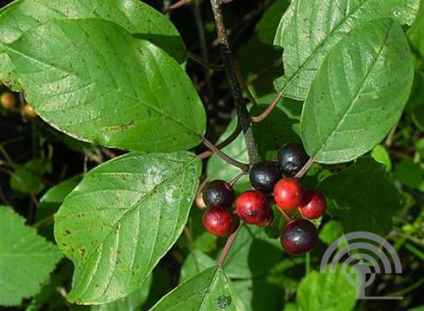 Frangula alnus , Sporkehout