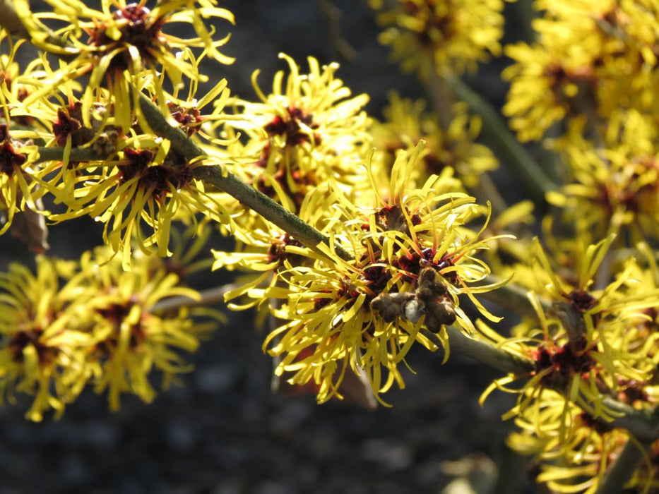 Hamamelis mollis , Chinese toverhazelaar