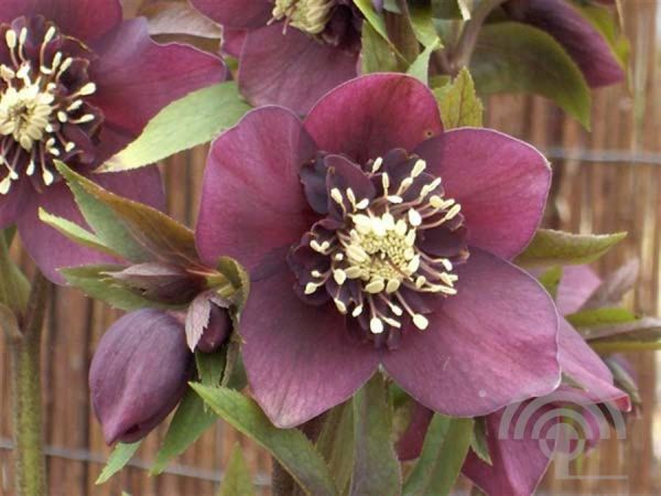 Helleborus orientalis 'Pretty Ellen Red' , Lenteroos