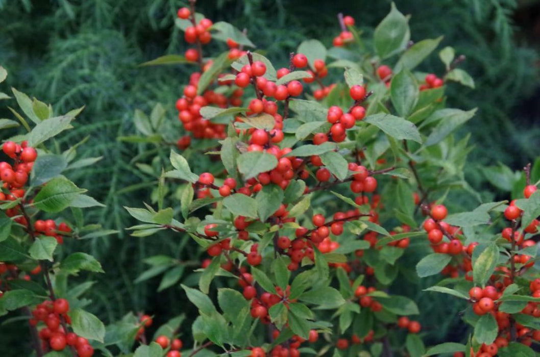 Ilex verticillata , Winterbes, Hulst vrouwelijk