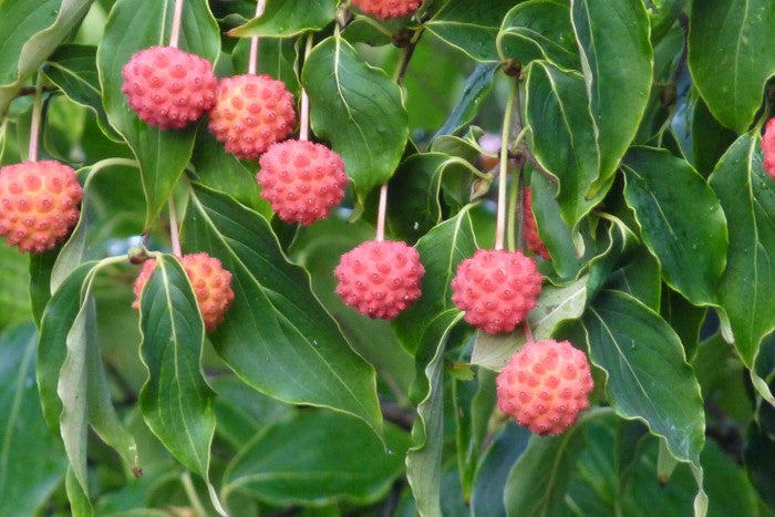 Cornus kousa 'China Girl' , Japanse grootbloemige kornoelje