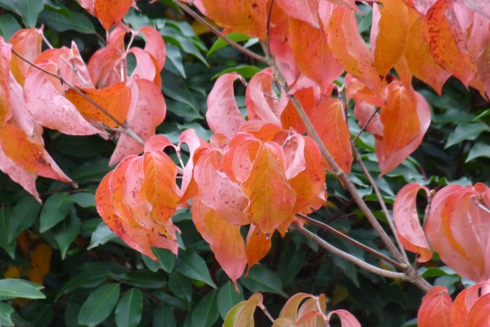 Cornus kousa 'China Girl' , Japanse grootbloemige kornoelje