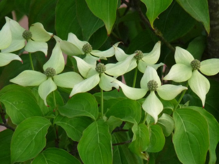 Cornus kousa 'China Girl' , Japanse grootbloemige kornoelje