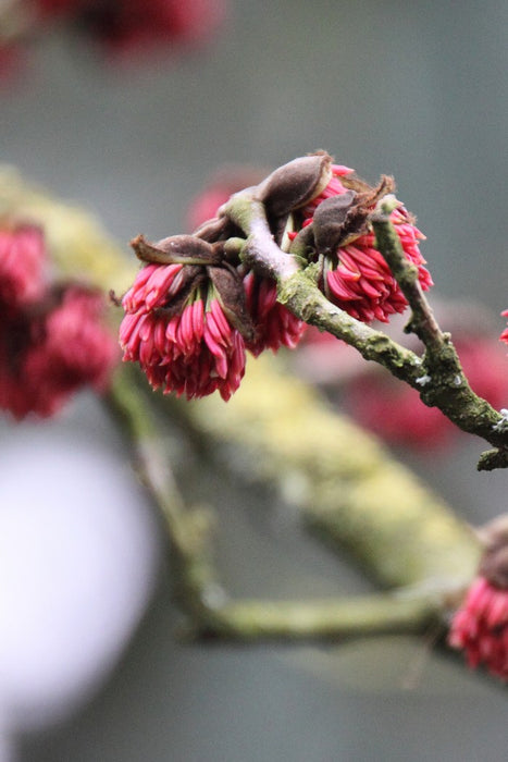 Parrotia persica , Perzisch IJzerhout.