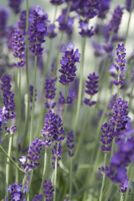 Lavandula angustifolia 'Hidcote' , Echte lavendel