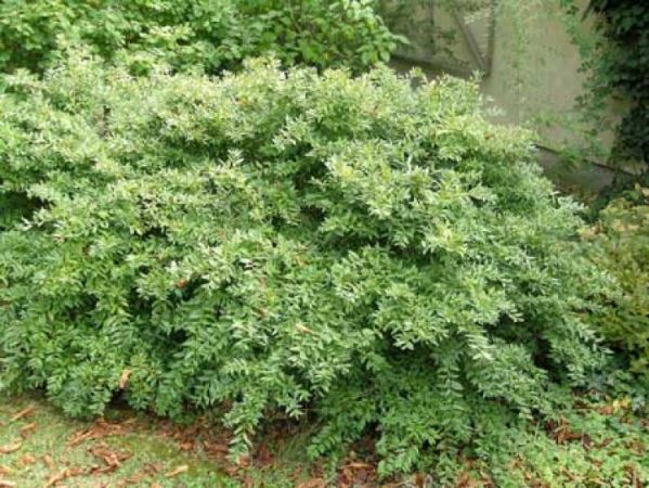 Ligustrum vulgare 'Lodense' , Wilde liguster , dwergvorm