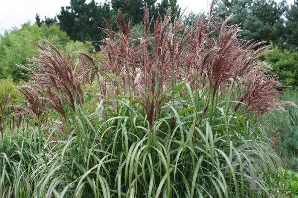 Miscanthus sin. 'Malepartus' , Prachtriet