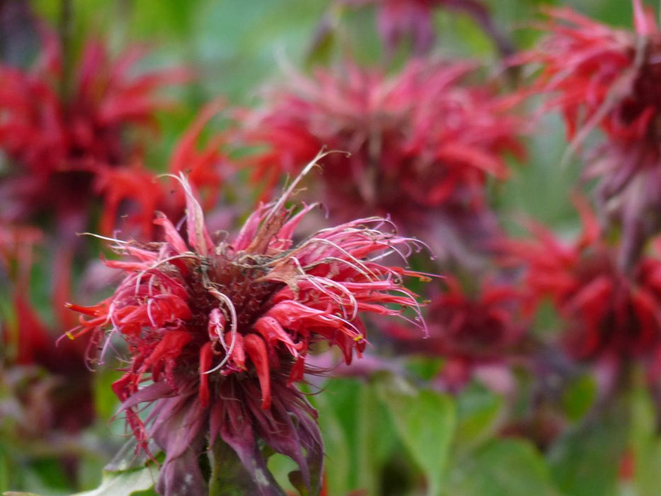 Monarda 'Cambridge Scarlet' , Bergamotplant