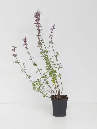 Nepeta faassenii 'Walker's Low' , Kattenkruid