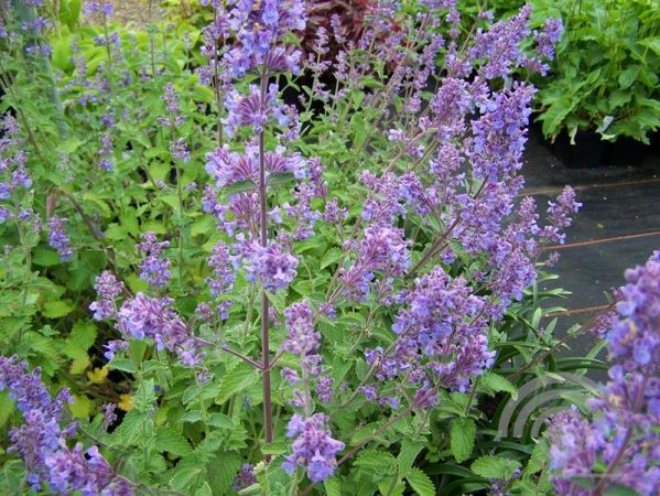 Nepeta faassenii 'Six Hills Giant' , Kattenkruid