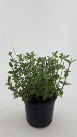 Nepeta faassenii 'Walker's Low' , Kattenkruid