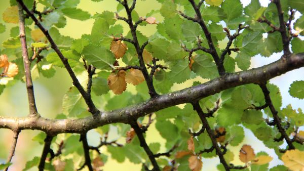 Nothofagus antarctica , Zuidelijke beuk - Schijnbeuk