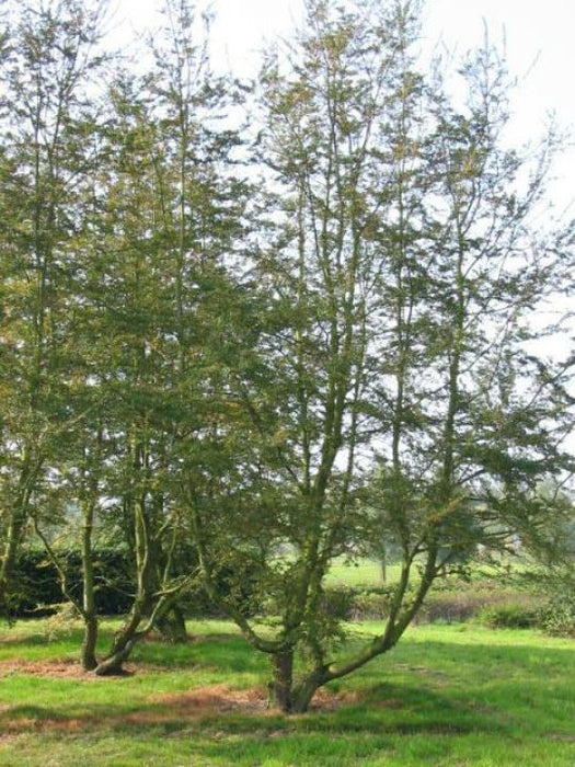 Nothofagus antarctica , Zuidelijke beuk - Schijnbeuk