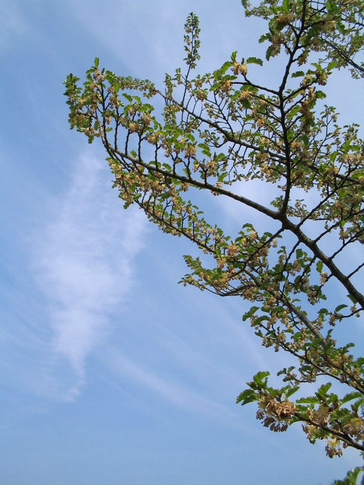 Nothofagus antarctica , Zuidelijke beuk - Schijnbeuk