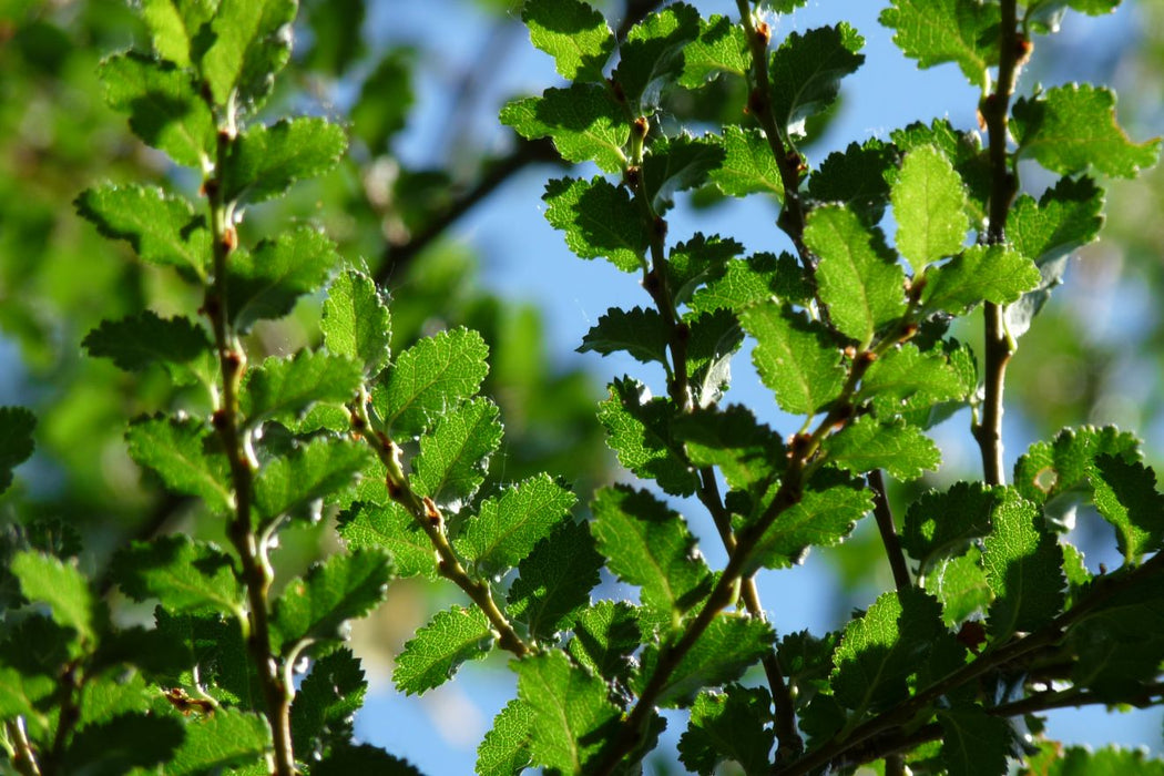 Nothofagus antarctica , Zuidelijke beuk - Schijnbeuk